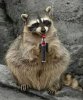 raccoon.jpg