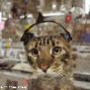 bopping-cat.jpg