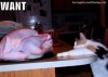 Happy-Thanksgiving-Funny-Cat-Turkey.jpg