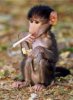 smoking-monkey-s.jpg
