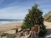 beach tree.jpg