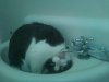 catoungue.jpg