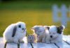 bunny and friends.jpg
