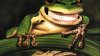 cheshire frog.jpg