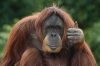 orangutanThumbsUp.jpg orangutanThumbsUp.jpg