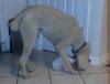 Odie eating with white cat.jpg