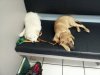 Hank and Buddy4.jpg