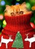 ImageUploadedByTapatalk1387462761.084613.jpg