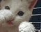boxing cat.gif