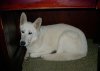 Bear Under Desk.jpg