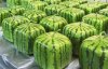 square-watermelon.jpg