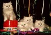 new-year-kitty-wallpaper-jpeg-image-787x547-pixels.jpg