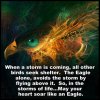 eagle.jpg
