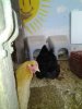 chickens dec2014 1.jpg