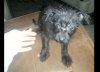 puppy.jpg