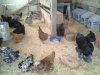 chickens jan2014.jpg