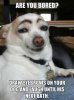 dog eyebrows.jpg