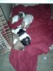 rat terrier pups.jpg