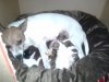 mama and pups.jpg