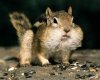squirrel2.jpg