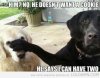 funny-scumbag-dog-memes-540x424.jpg