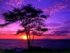 kiawe-tree-wailea-maui-hawaii.jpg