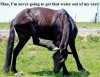 horse.jpg