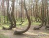 trees-funny-forest.jpg