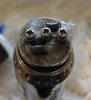 dual-coilRDA.jpg