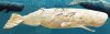 Ellis_Moby-Dick_marathon2013.jpg