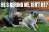 pug.jpg