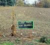 corn maze.jpg