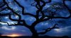 awesome tree silhouette.jpg