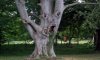 scary-tree_682_1325673a.jpg