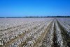 cotton-field-growing.jpg