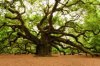 oak.jpg