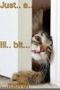 funny_pictures_cat_squeezes_through_door.jpg