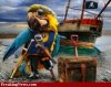 Pirate-Parrot-e1263166211563.jpg