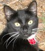 tuxie-small.jpg
