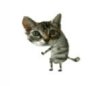 Animated_Dancing_Cat_1_zpse6509210.jpg