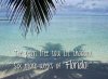 palm tree.jpg