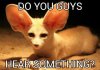 fennec-fox_kindlephoto-2061374.jpg