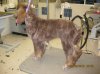 18 weeks grooming best shot.jpg