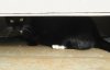 tuxiepeeks-09-29-13.jpg tuxiepeeks-09-29-13.jpg
