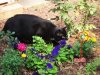 prowlingthegarden.jpg prowlingthegarden.jpg