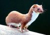 LeaseWeasel-sm.jpg