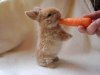 1549274_10152503359808294_12617bunnyb_n.jpg