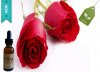 Rose FSV NEw.jpg