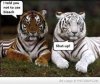 1546358_10153838377120010_16162tigers_n.jpg