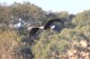 0egl038fly.jpg